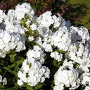 phlox paniculata early white